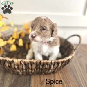 Spice, Miniature Poodle Mix Puppy